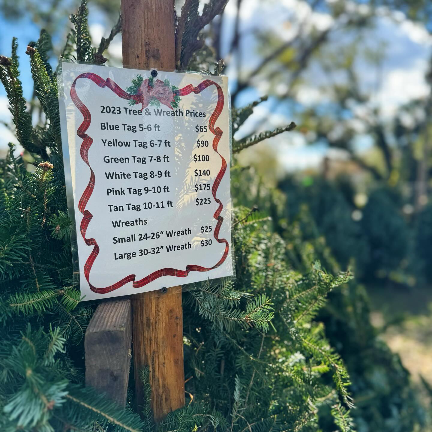 Our Tree Lot is Open!